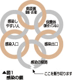 感染の鎖の図（図１）