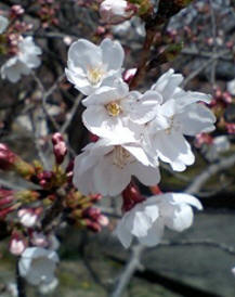 桜の花